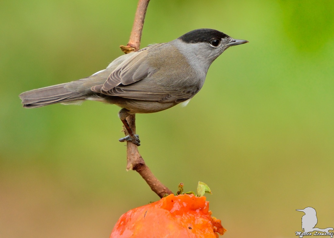 Blackcap Male of persimmon
