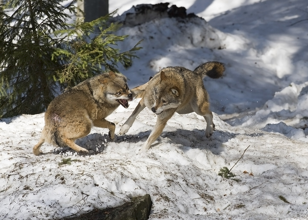 Skirmishes in the herd