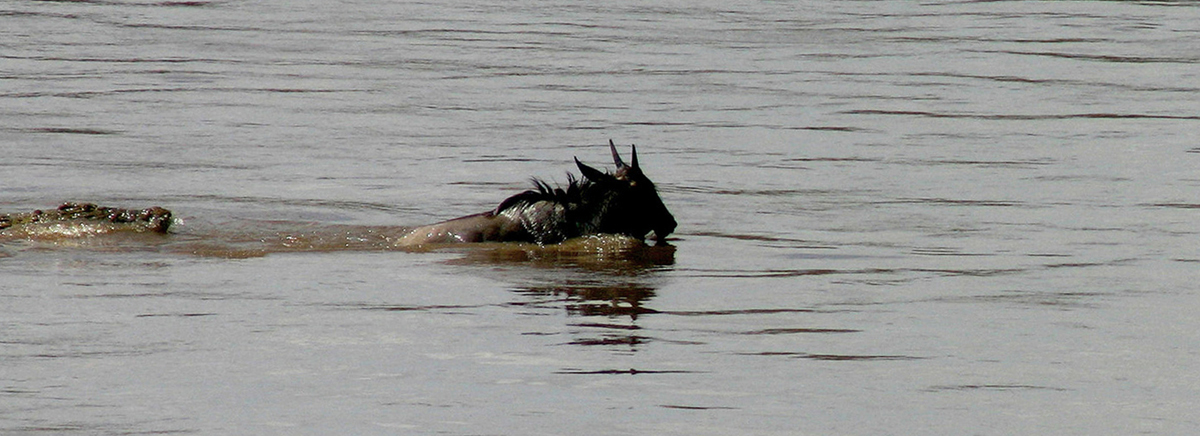 Coccodrillo in caccia 1