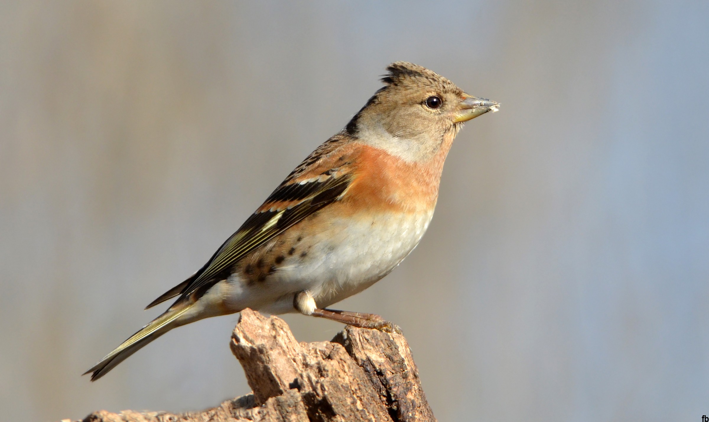 the brambling