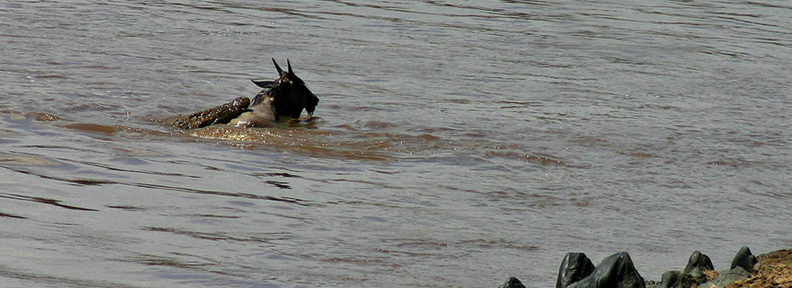 Coccodrillo in caccia 3