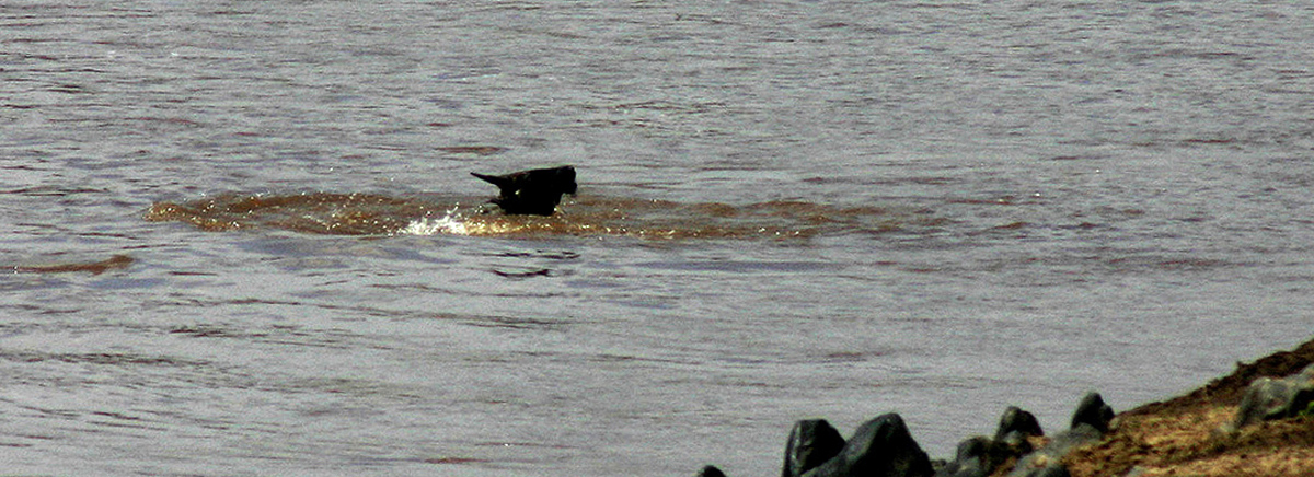 Coccodrillo in caccia 4