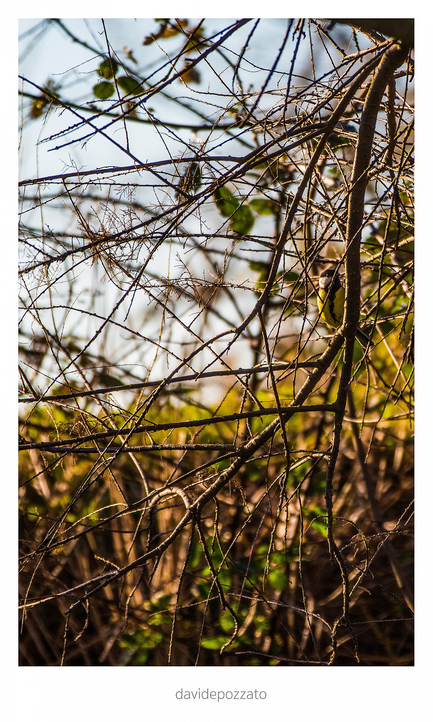Parus major Linnaeus
