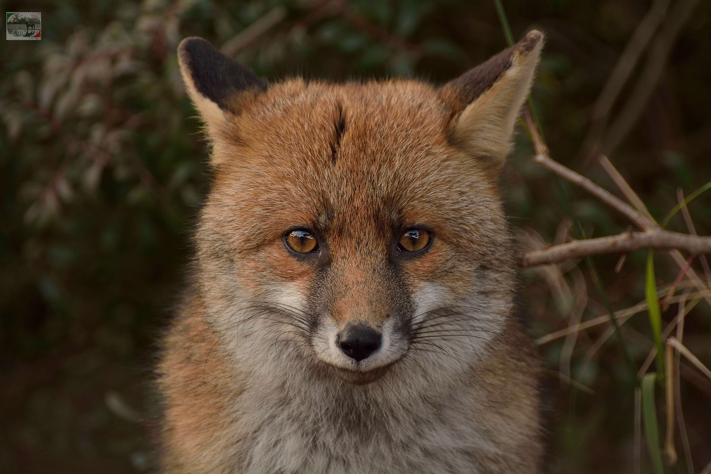 dal parco della Maremma..ritratto volpe !