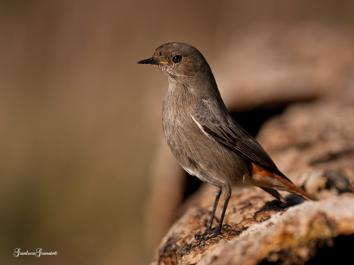 Redstart