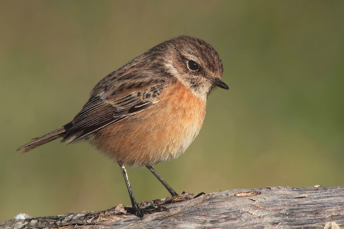 Stonechat on fence