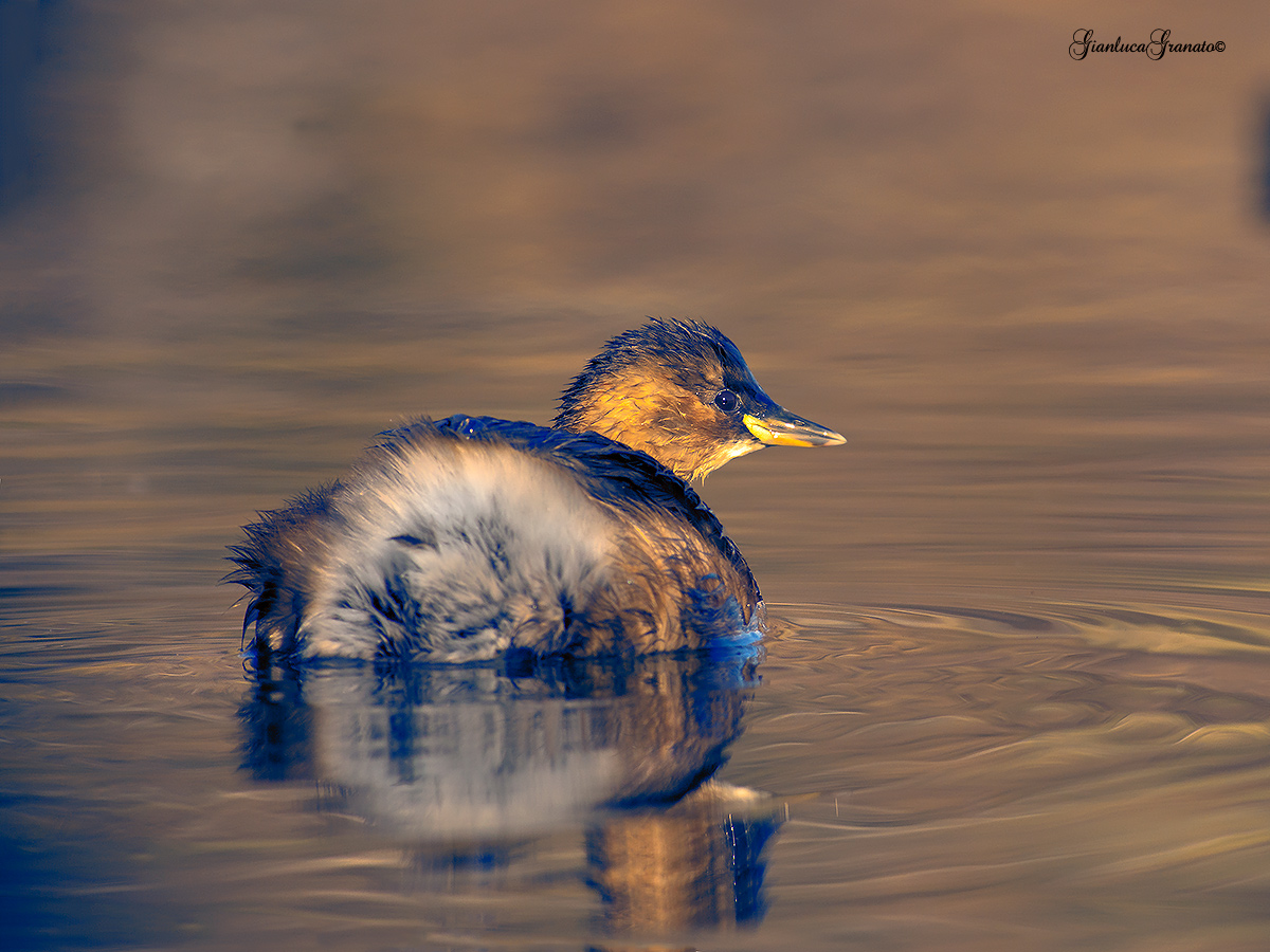 Little Grebe