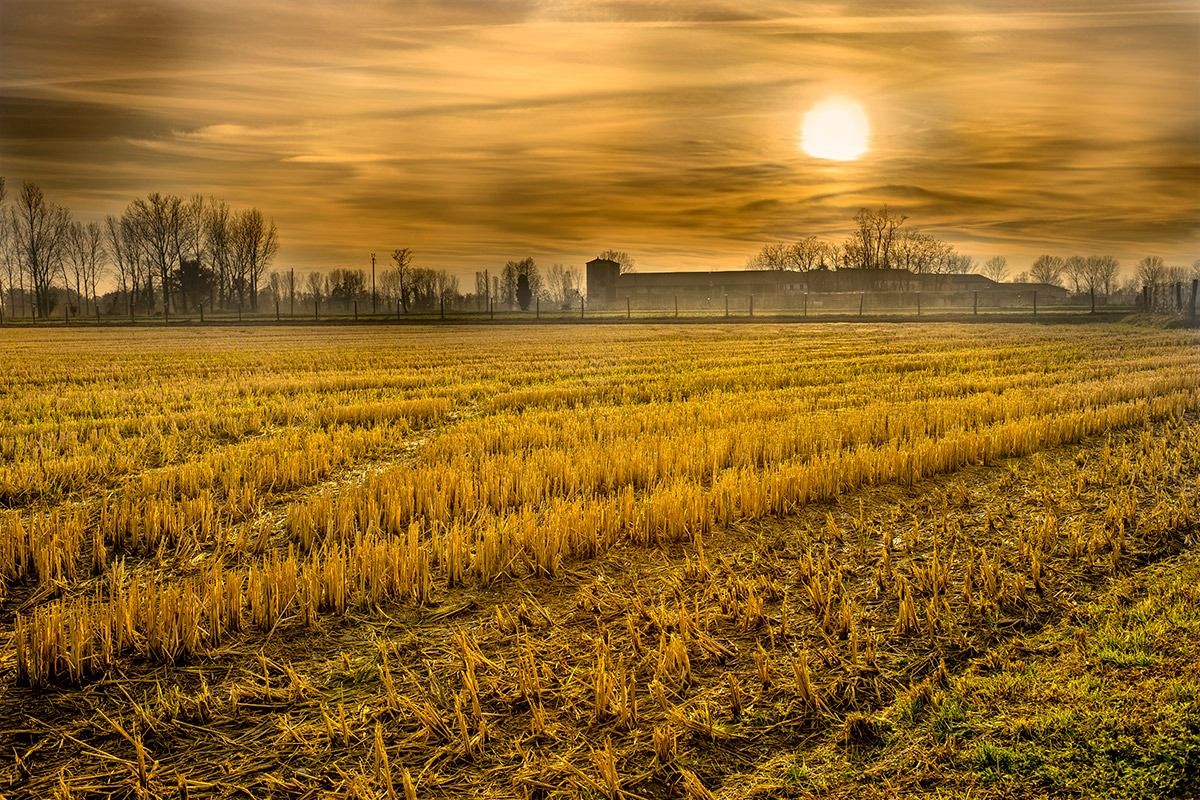 Paddy field in winter