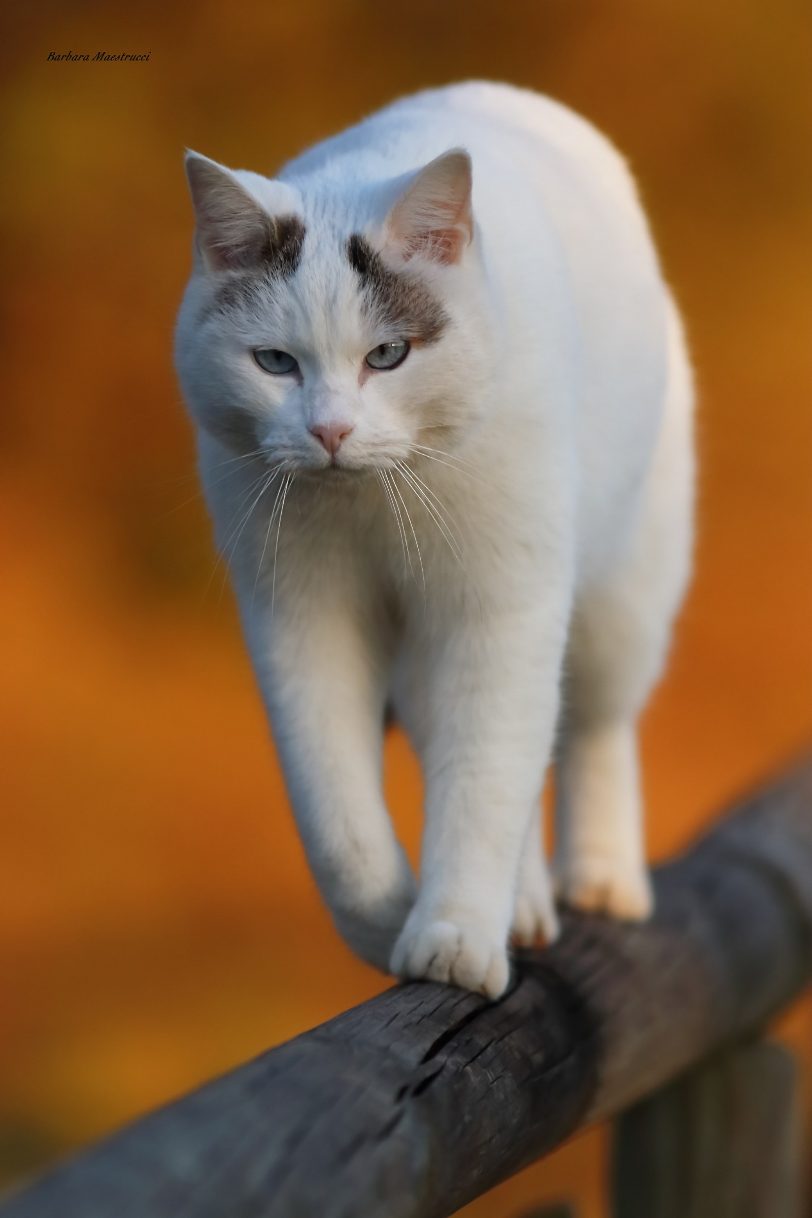 Filippo il mio micio.