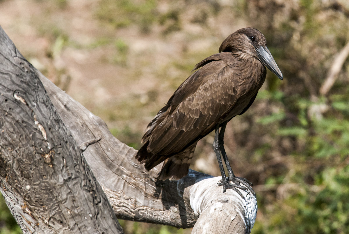 Hamerkop - Hammerhead