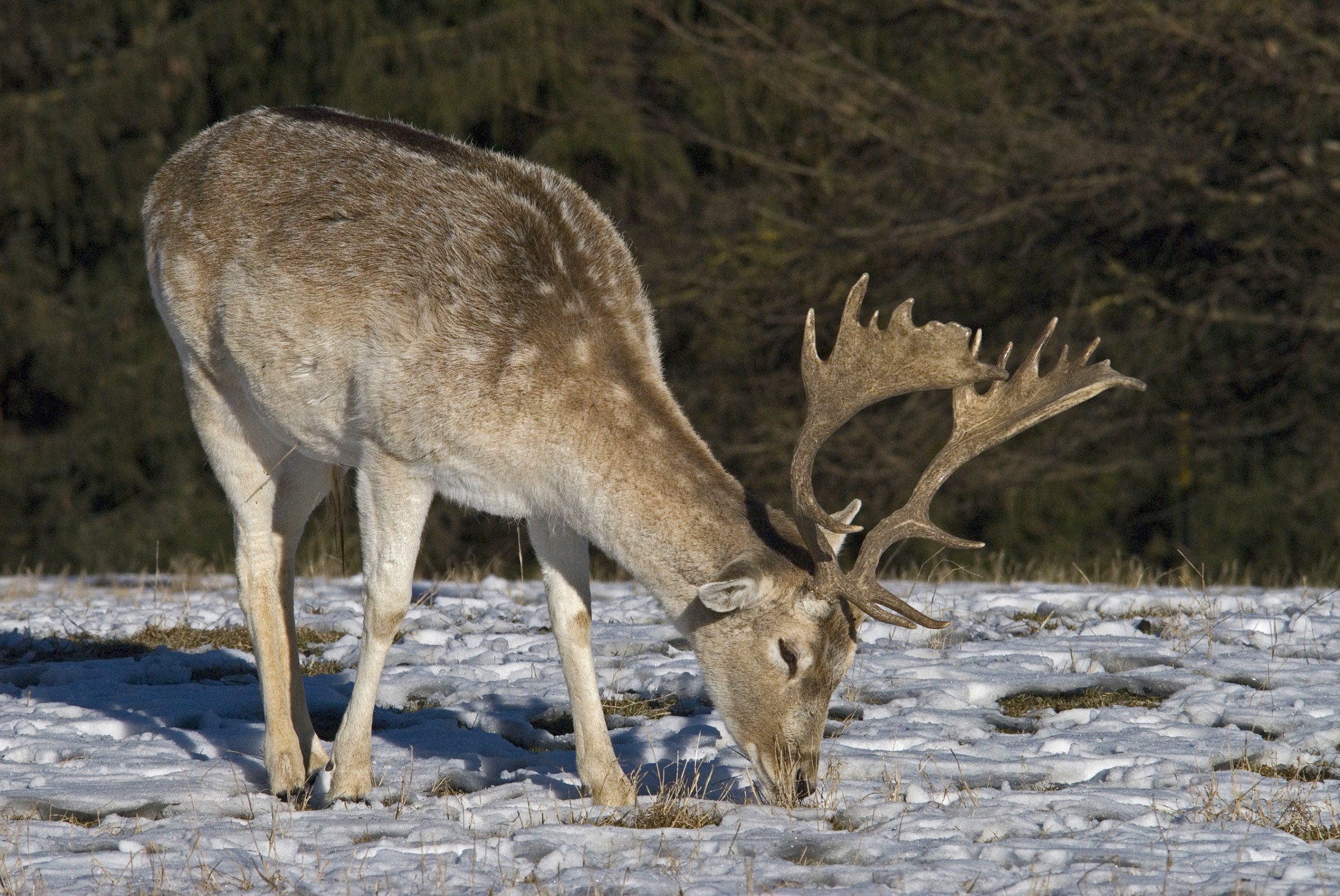 Maschio giovane di Daino