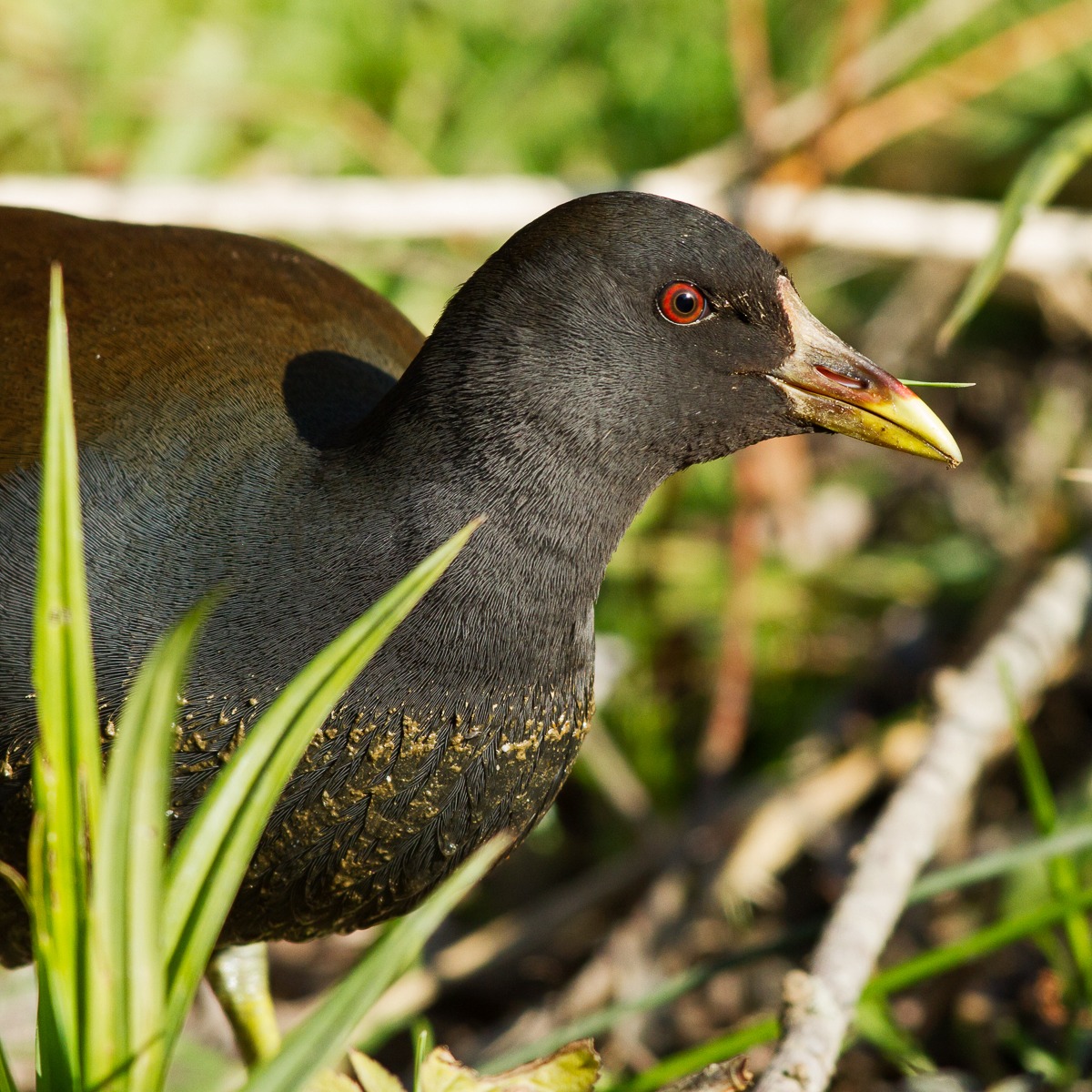 Gallinella d'acqua - Gallinula chloropus