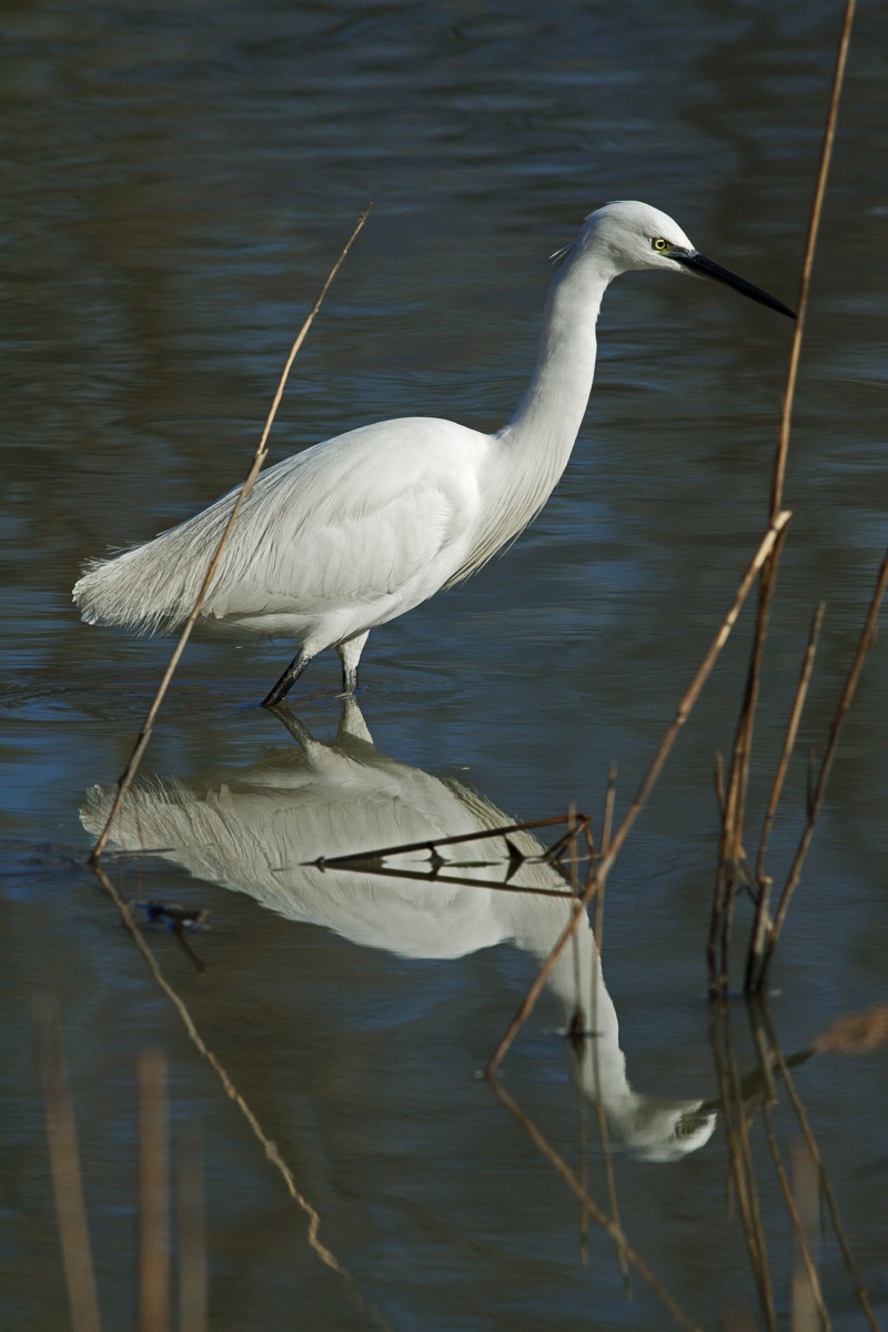 Garzetta - Egretta garzetta