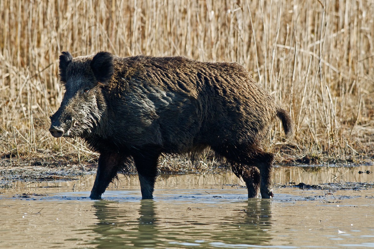 Cinghiale - Sus scrofa