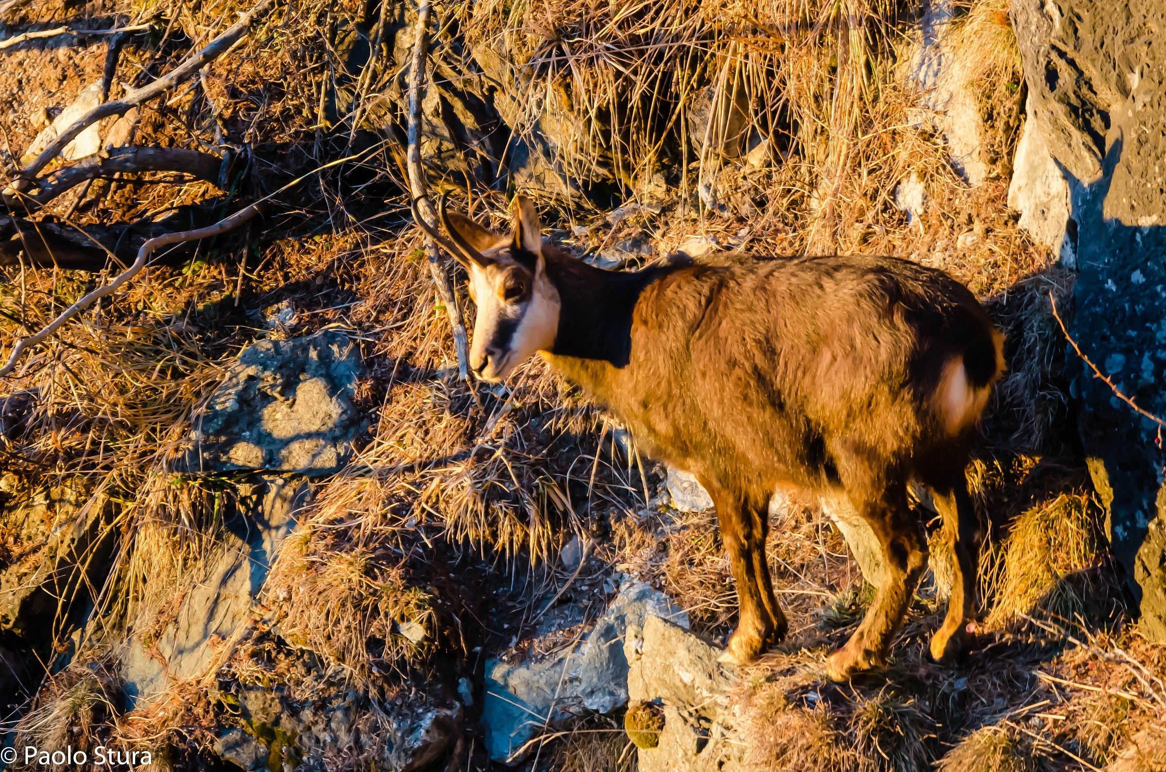 Chamois