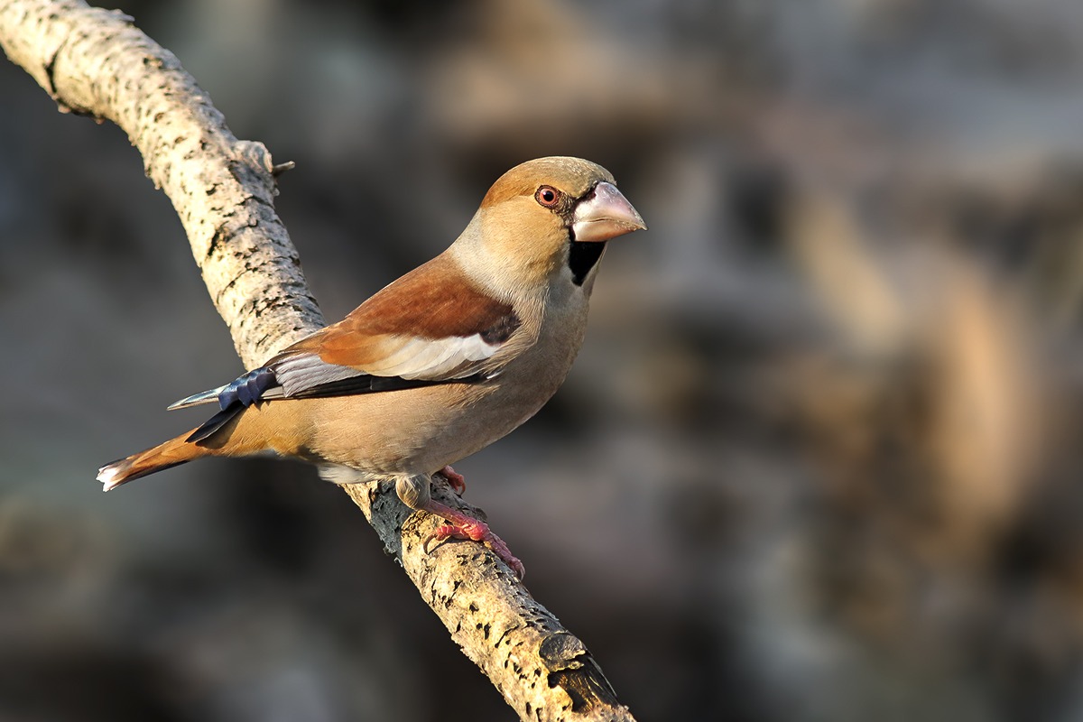 Hawfinch