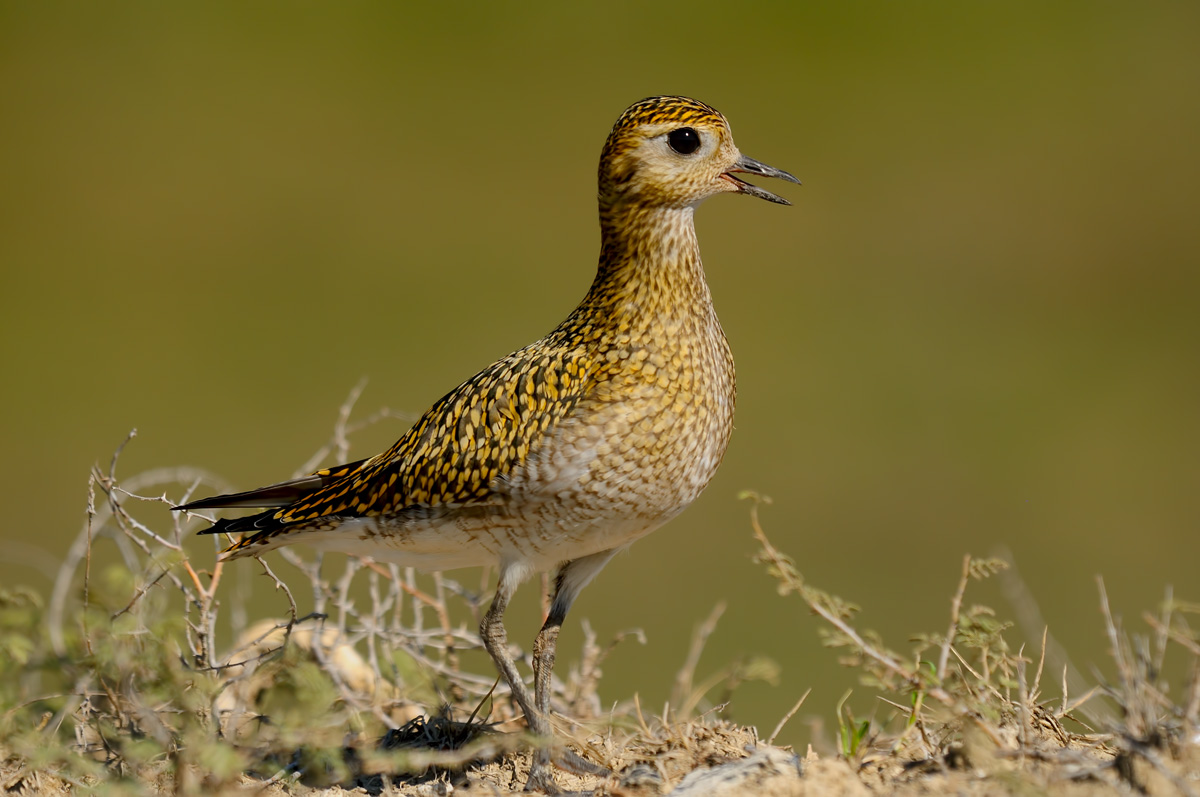 Pluvialis apricaria » Eurasian golden plover