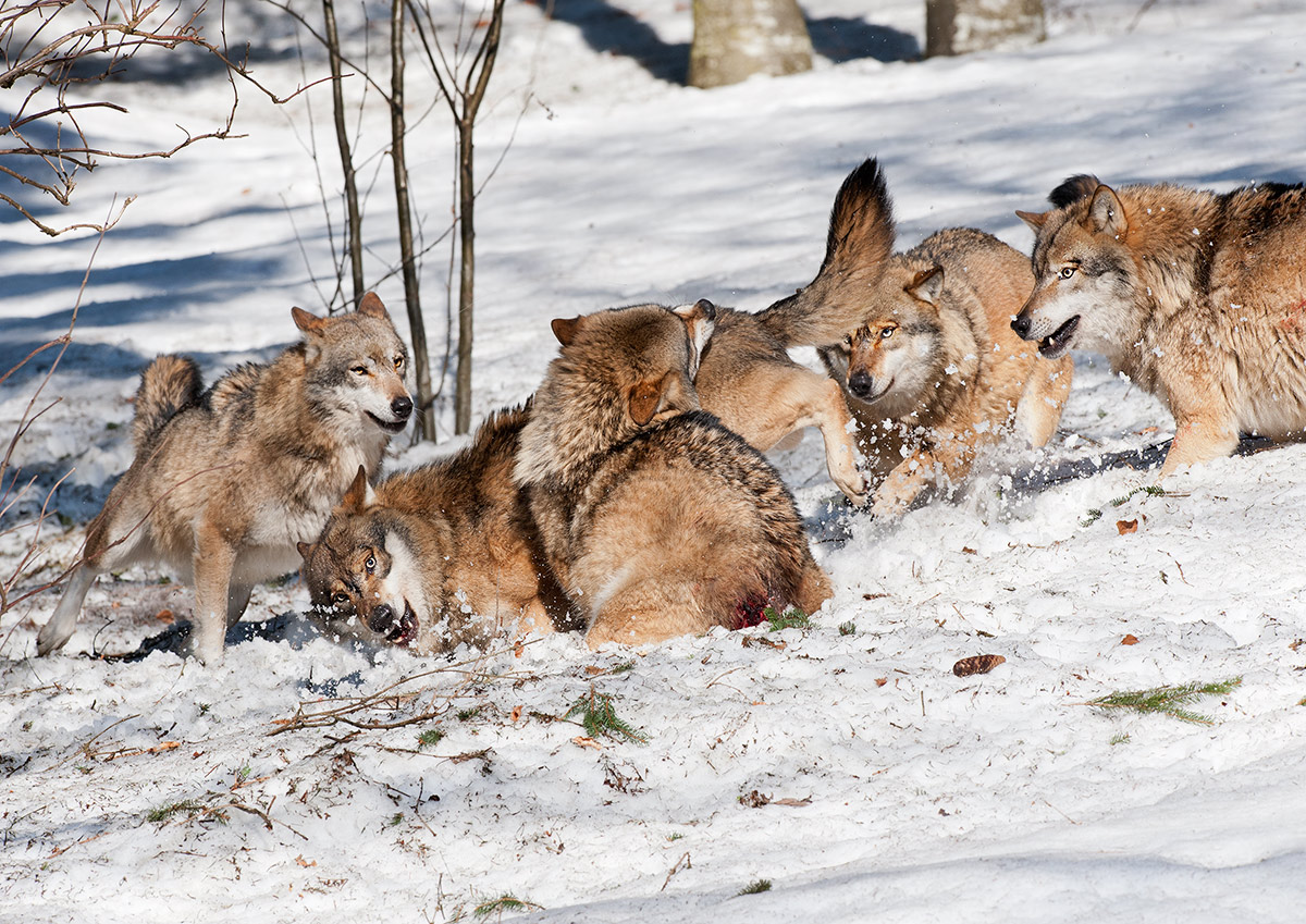 La dura legge del branco