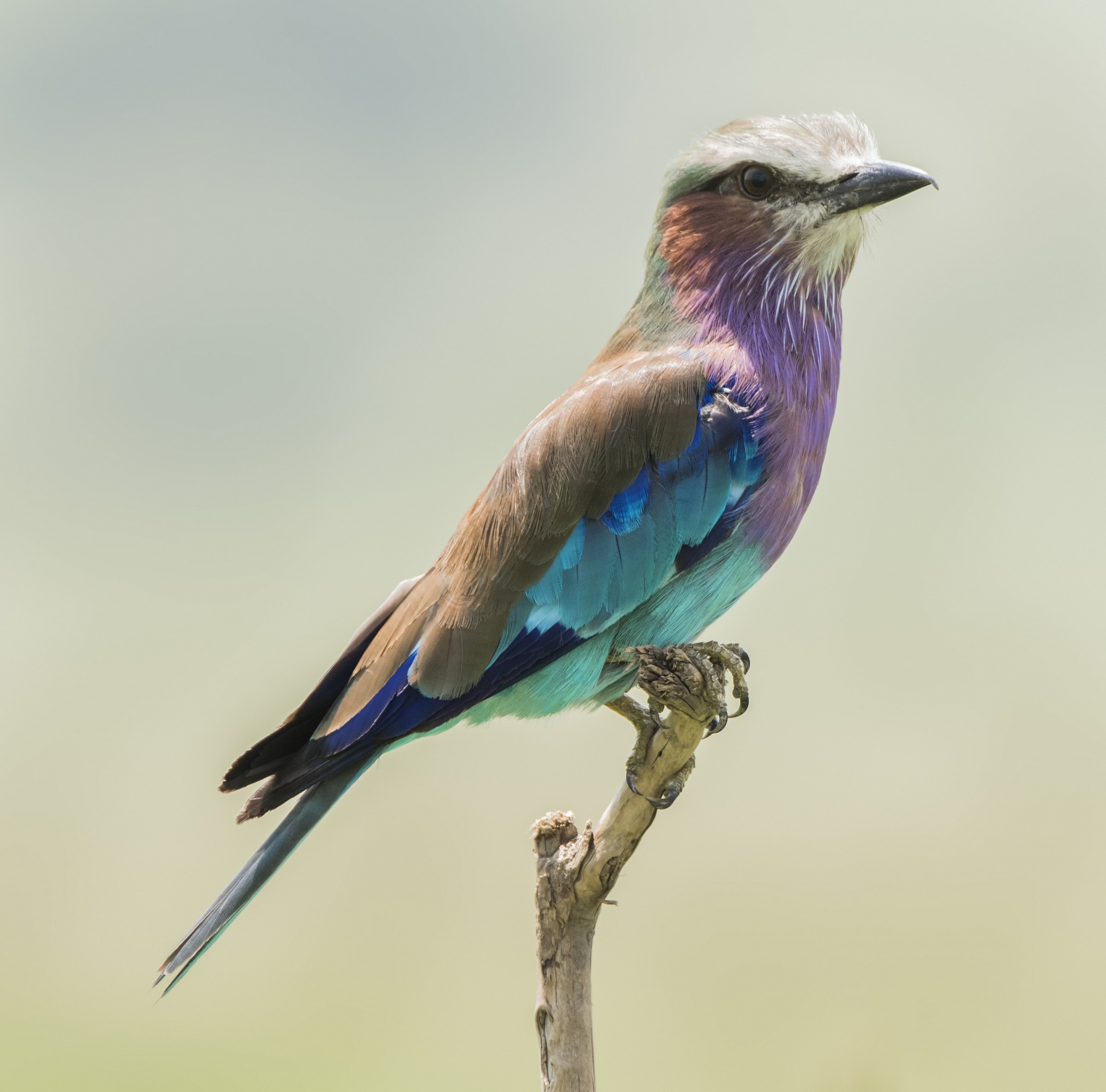Coracias Caudatus - Ghiandaia Marina Pettolilla