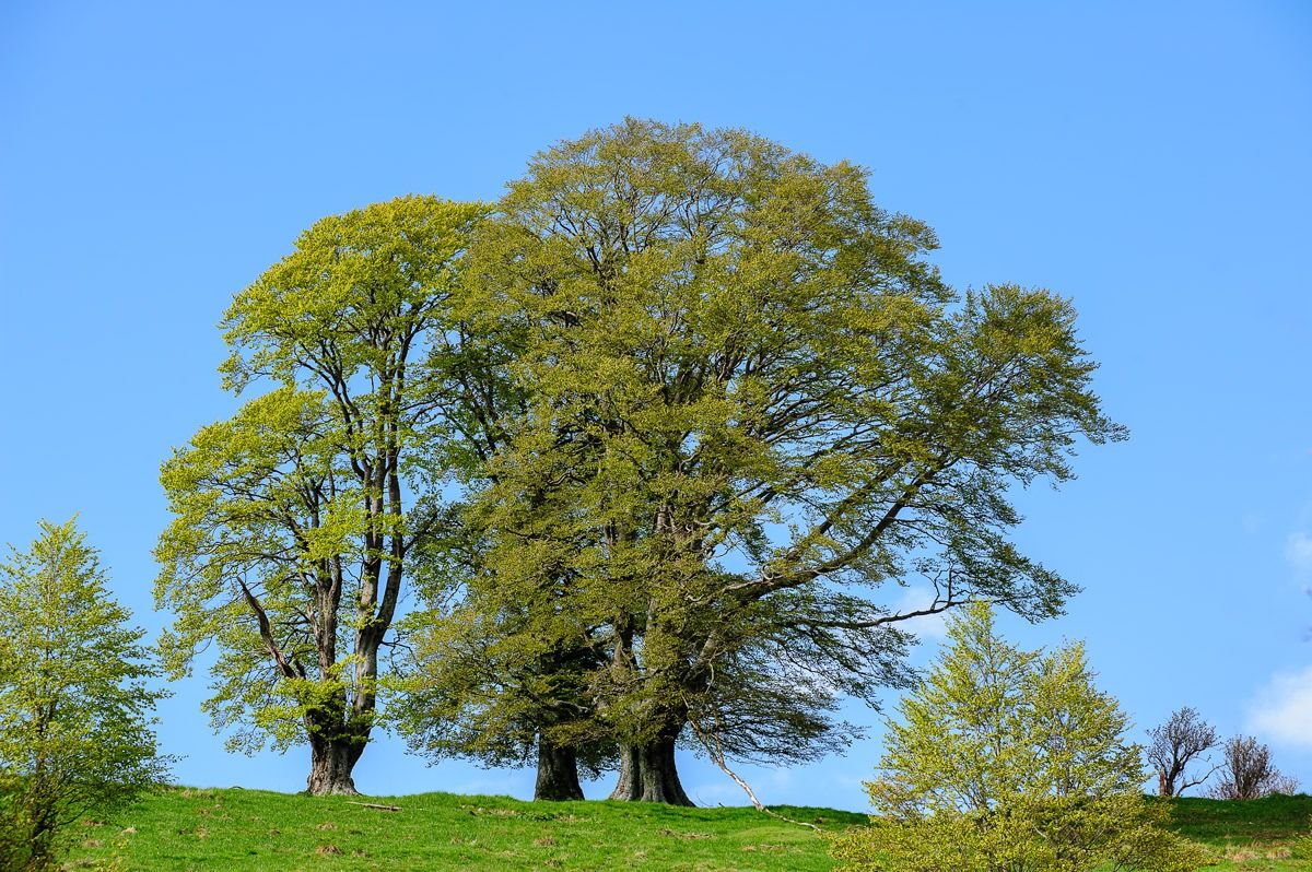 i faggi secolari della Lessinia