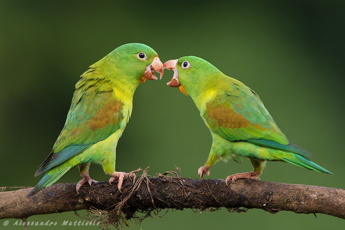 battibecco (Orange-chinned Parakeet)