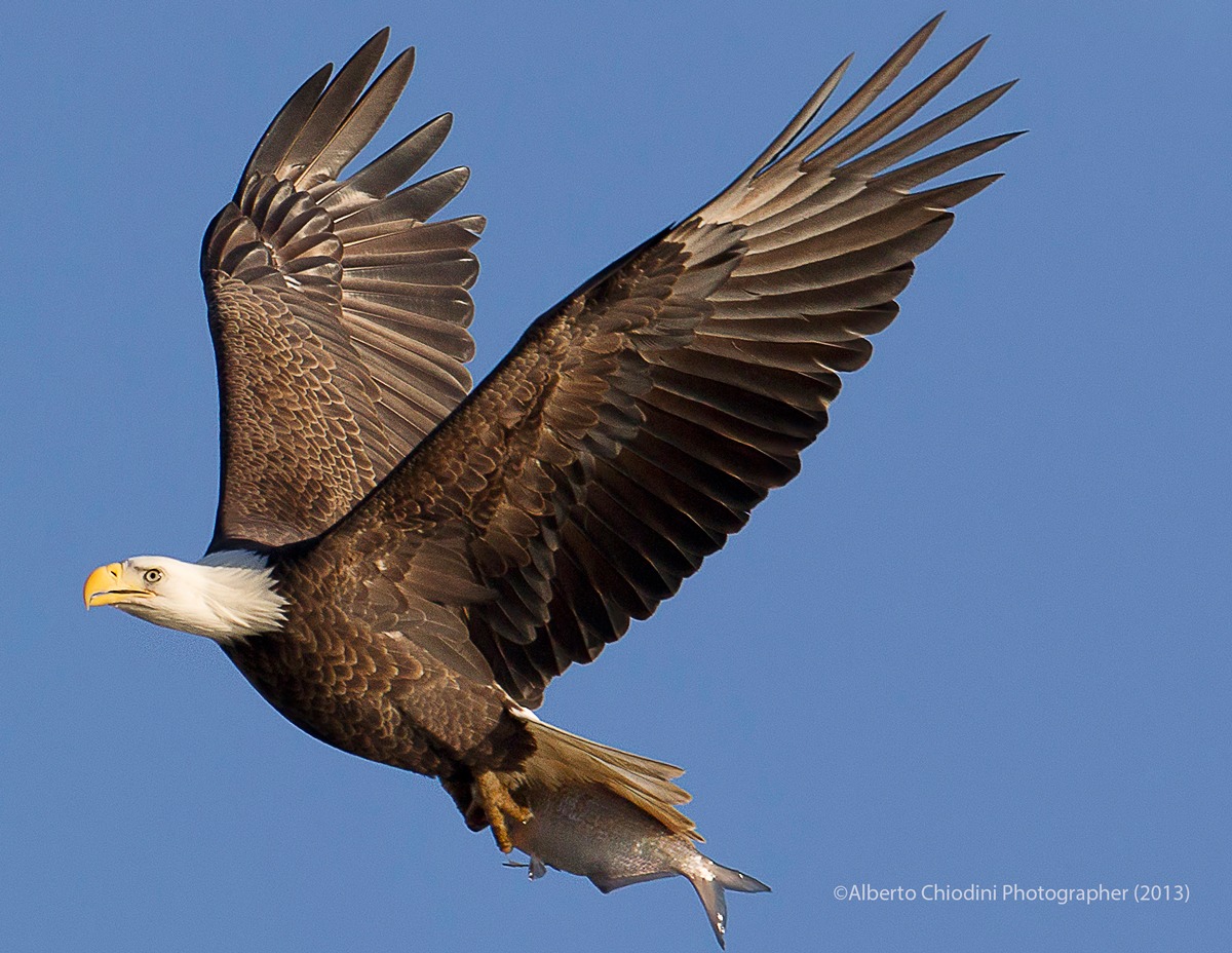 bald eagle