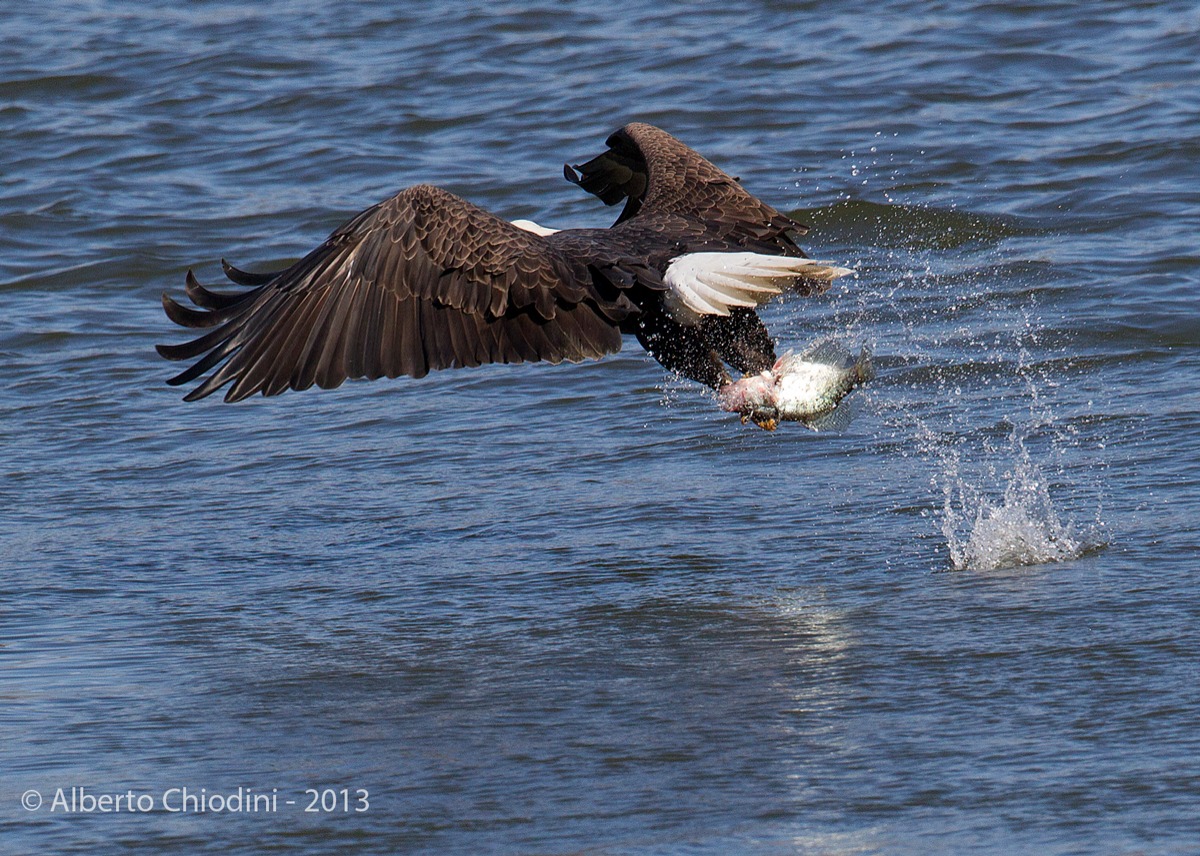 bald eagle fishing