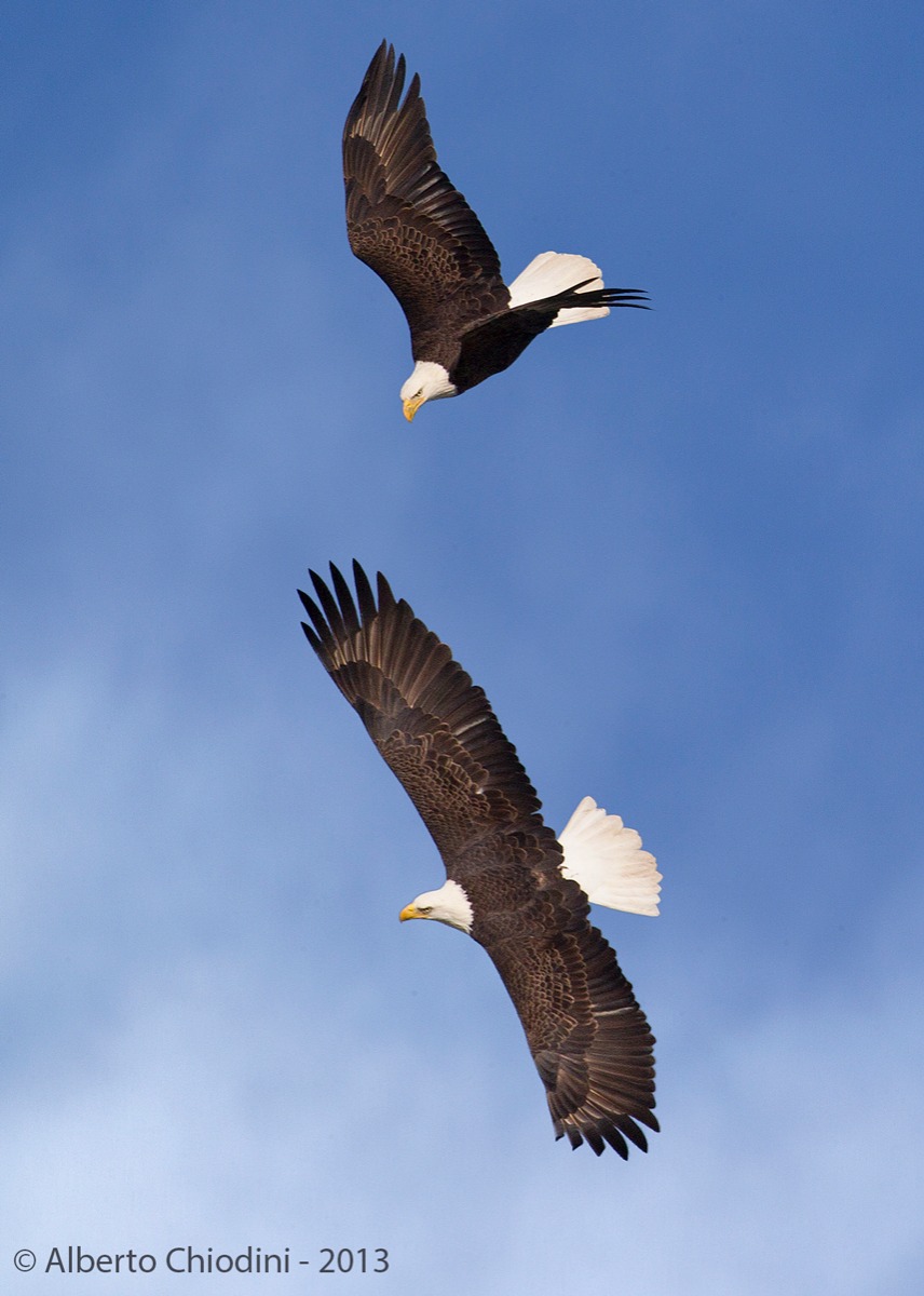 twin eagles