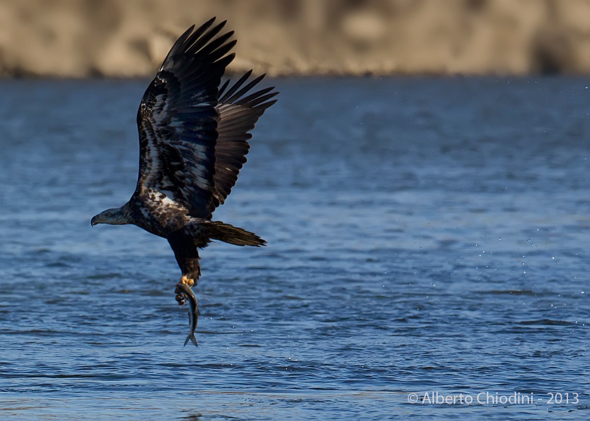 juvenile bald eagle