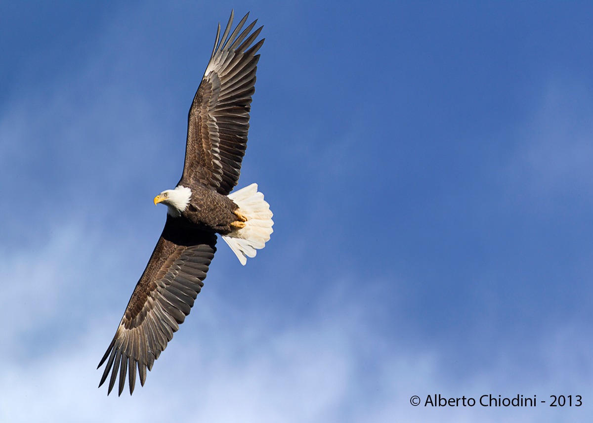 bald eagle