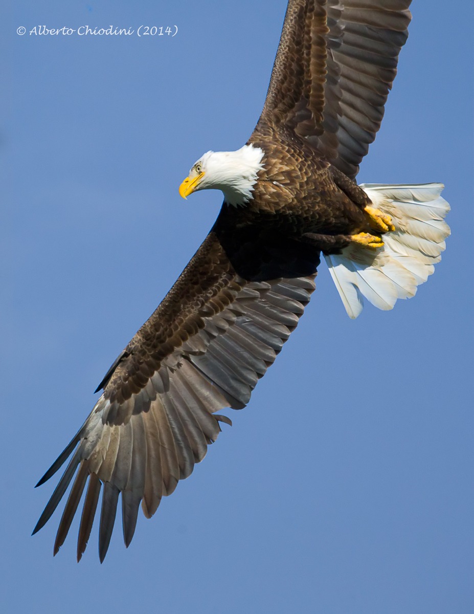 eagle flying