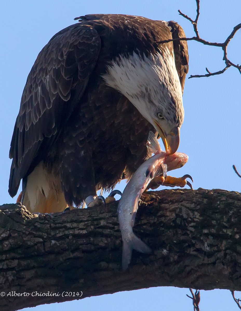 eagle eating fish