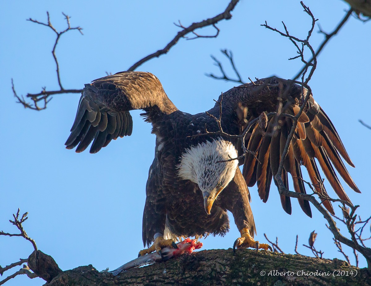 eagle eating fish