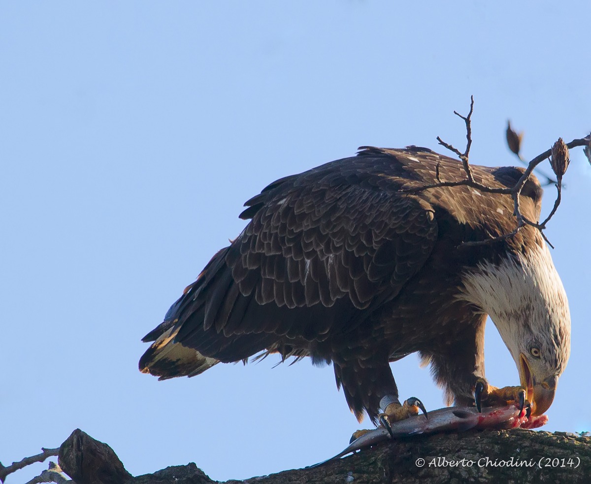 eagle eating fish