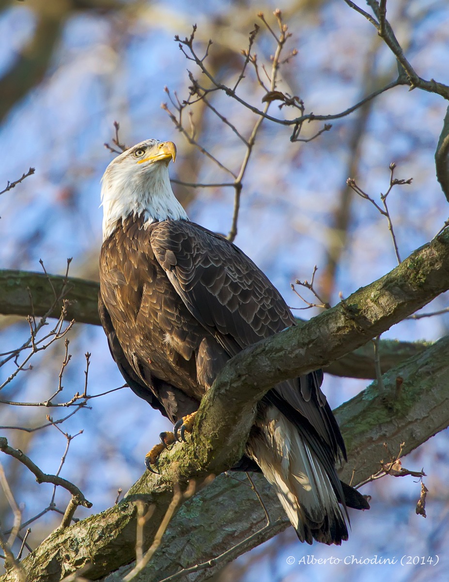 bald eagle resting