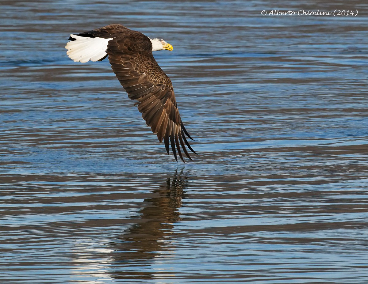 bald eagle