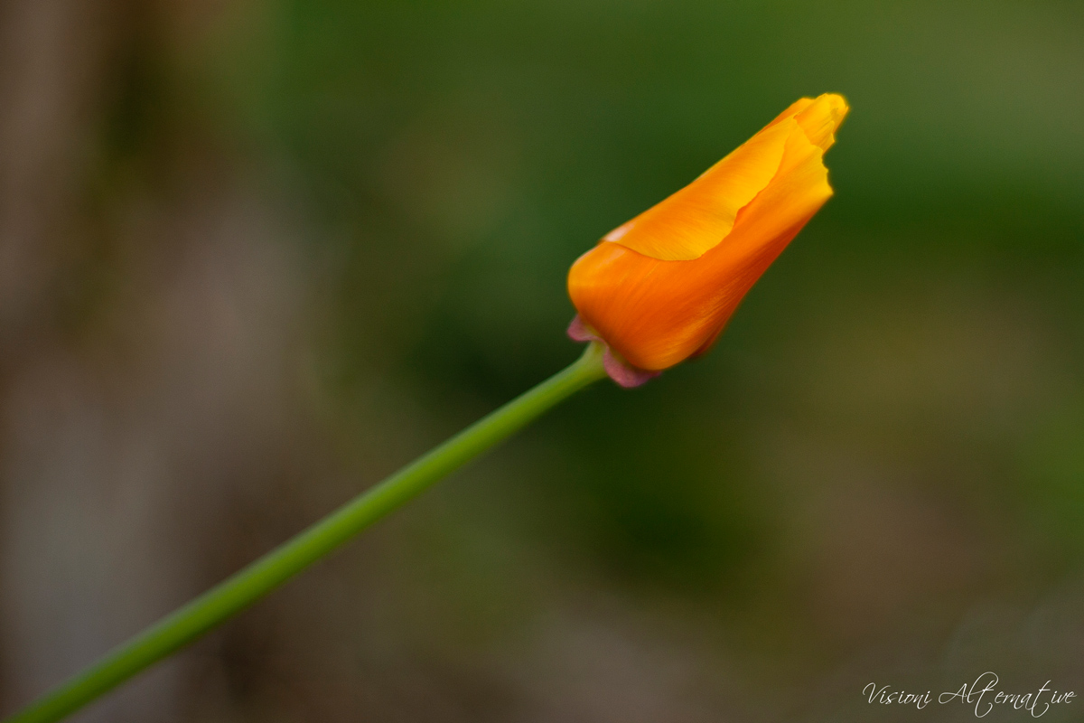 ...purtroppo chiuso...