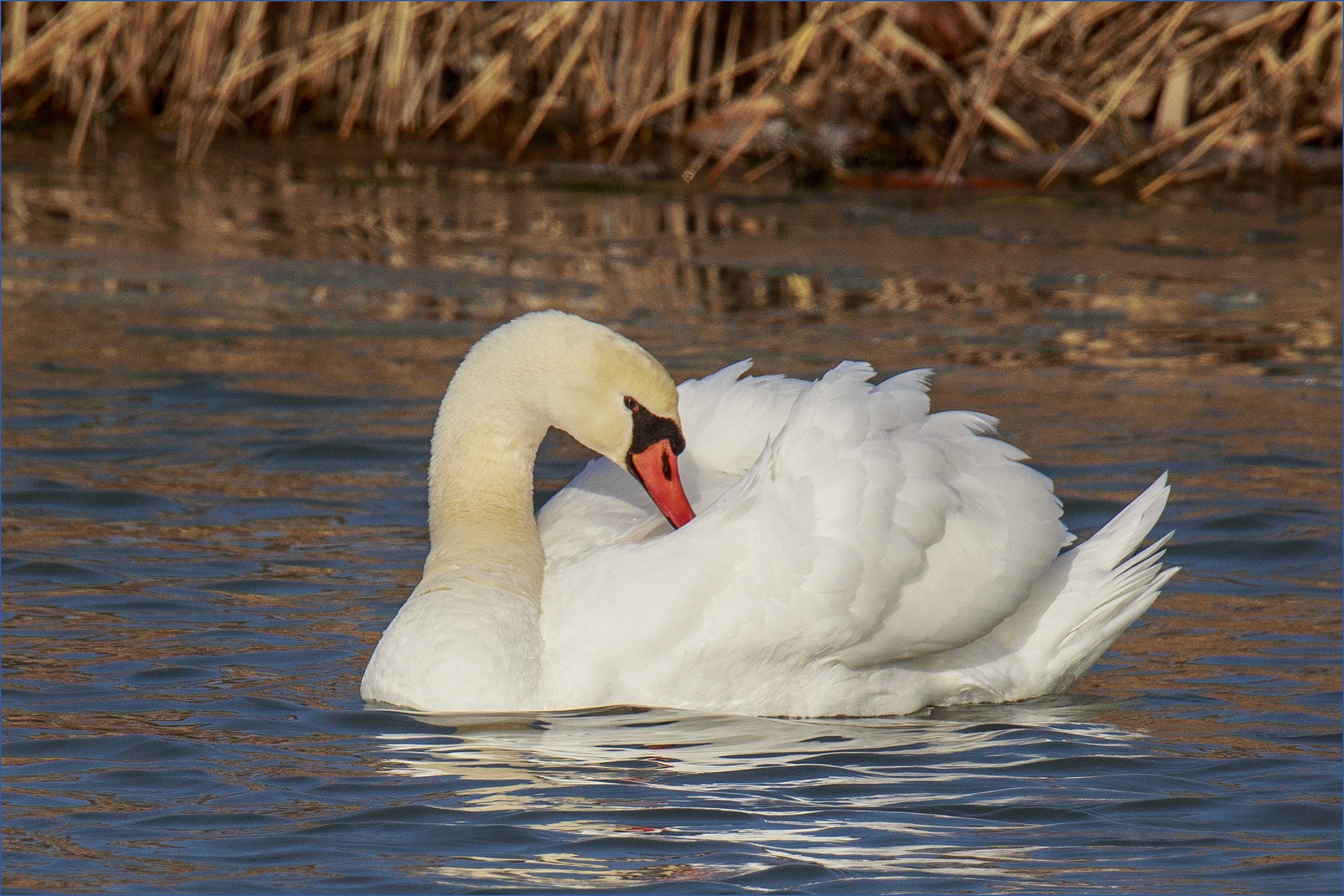 White Swan