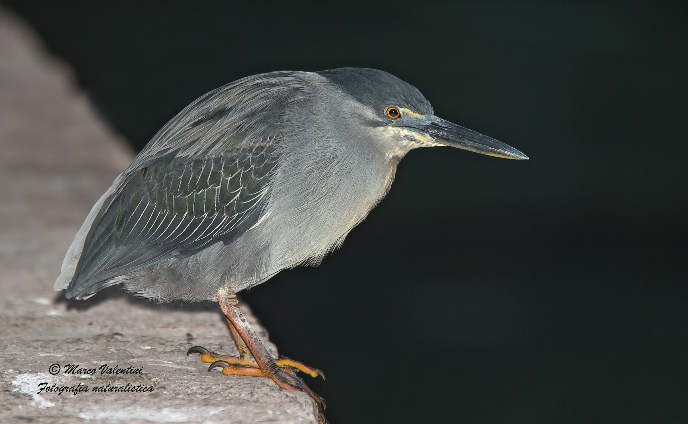 Heron lava at night ...