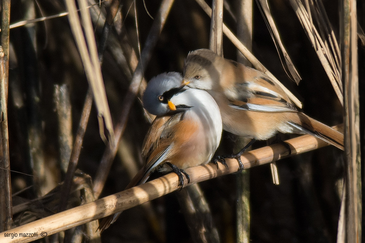 Basettino -the coccole-
