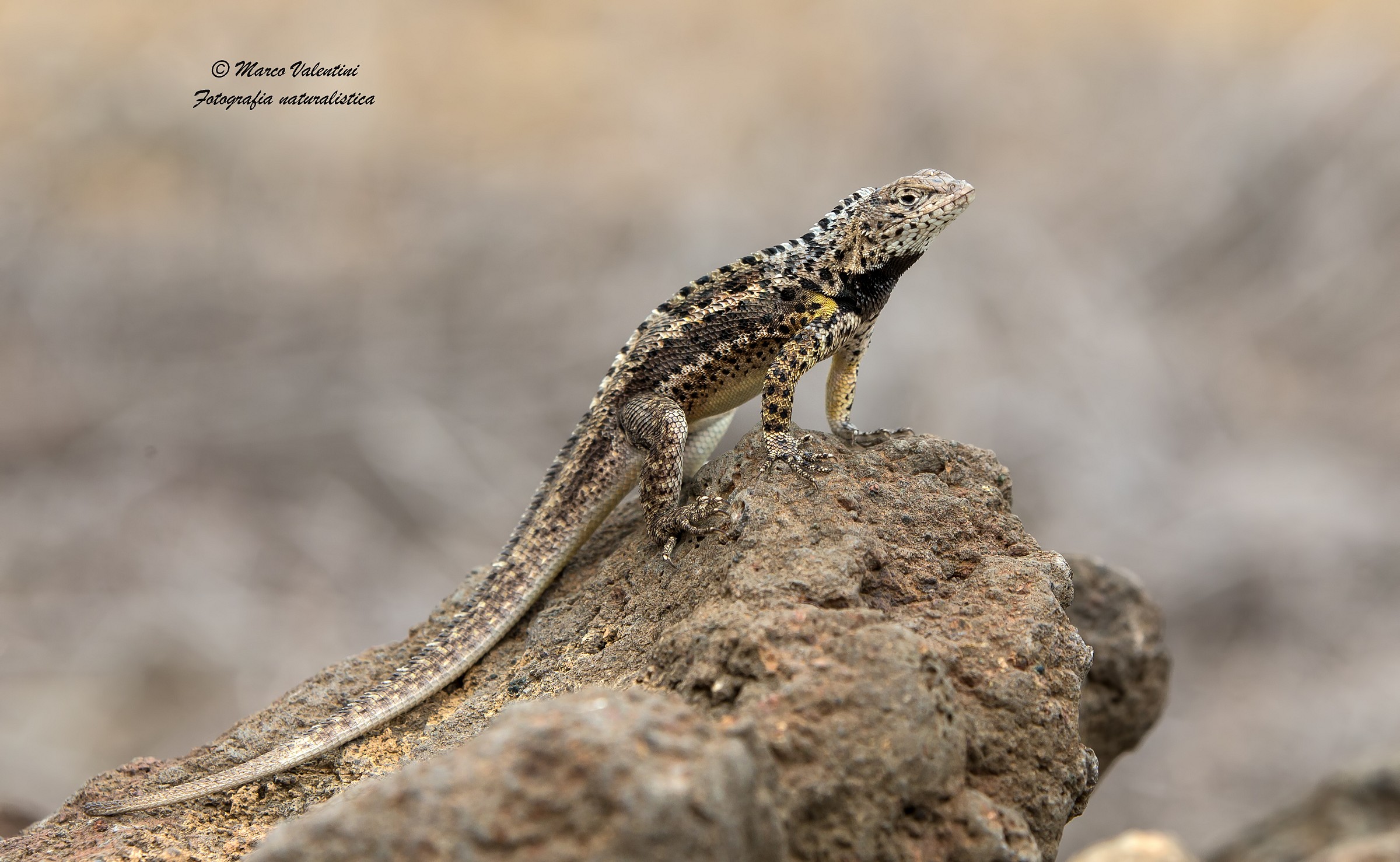 Lucertola della lava