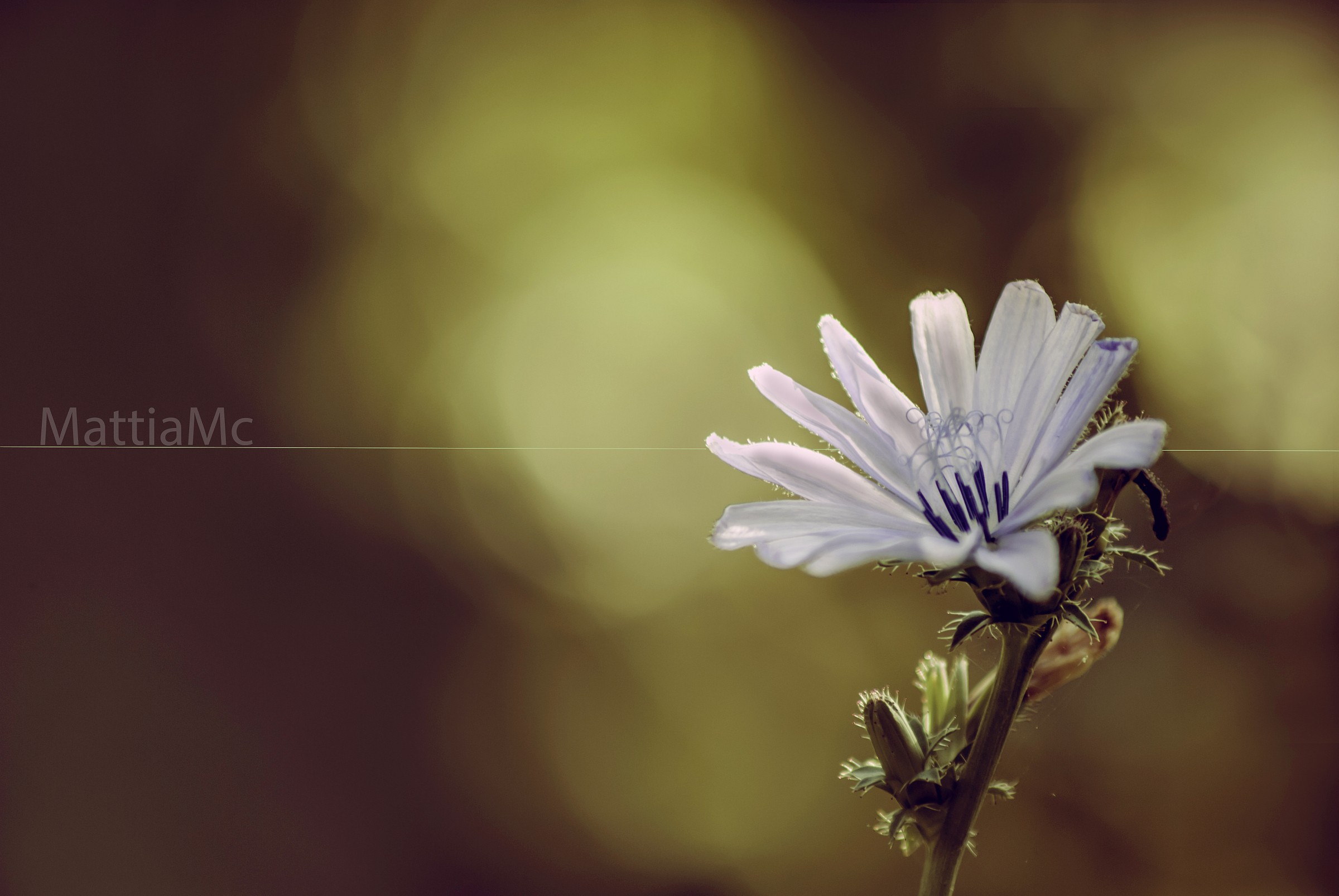 A Romantic Flower - Flower romantic