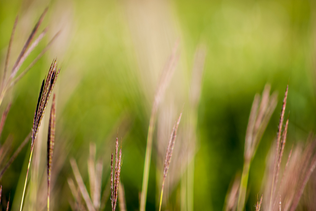 Erba selvatica - Wild Grass