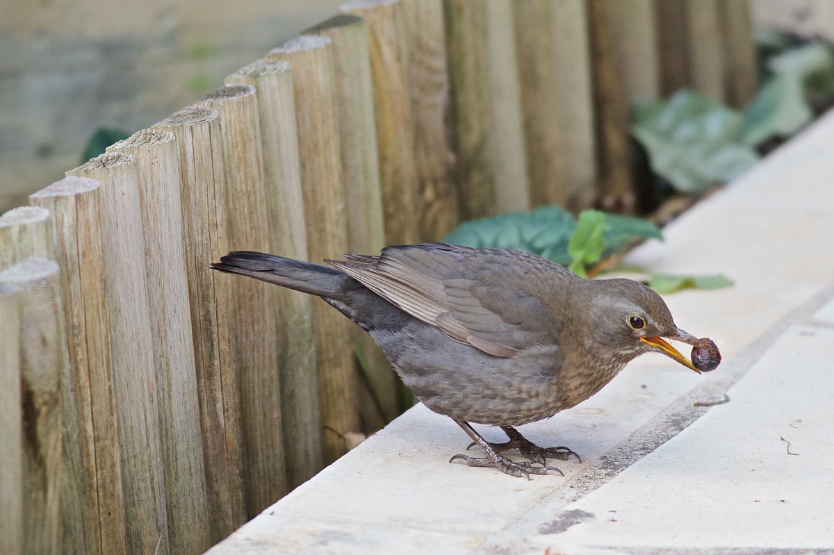 The intruder at lunch ...