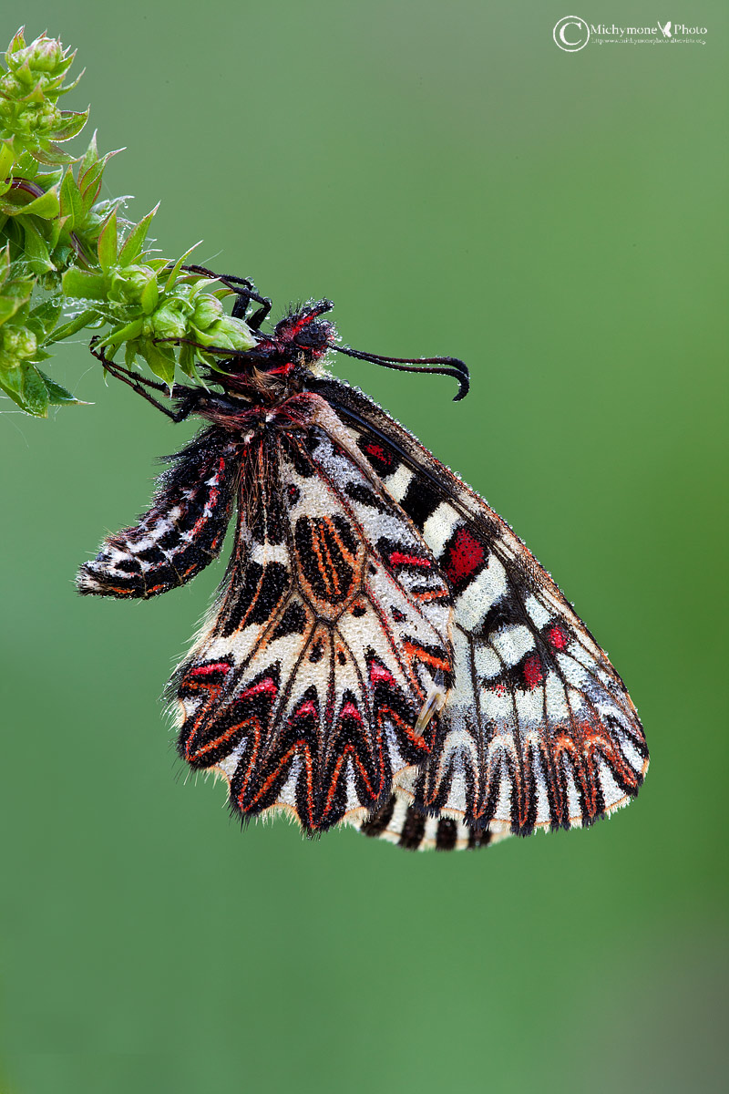 Zerynthia polyxena (Denis & Schifferm? Ller 1775) Polyxe...