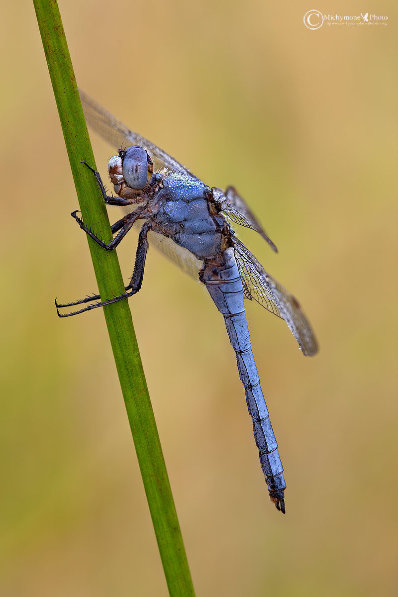 Orthetrum brunneum (Fonscolombe, 1837)