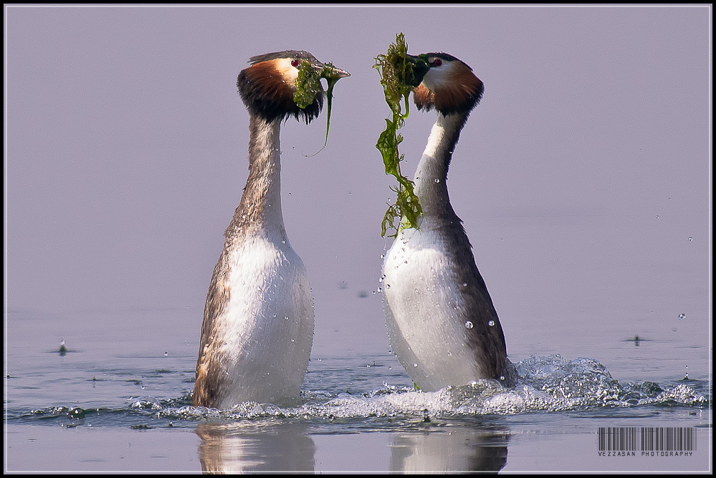 Parata degli Svassi Maggiori