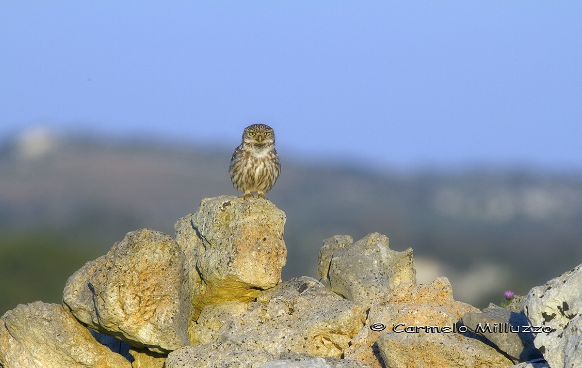 Owl in Sicily _anche in video_