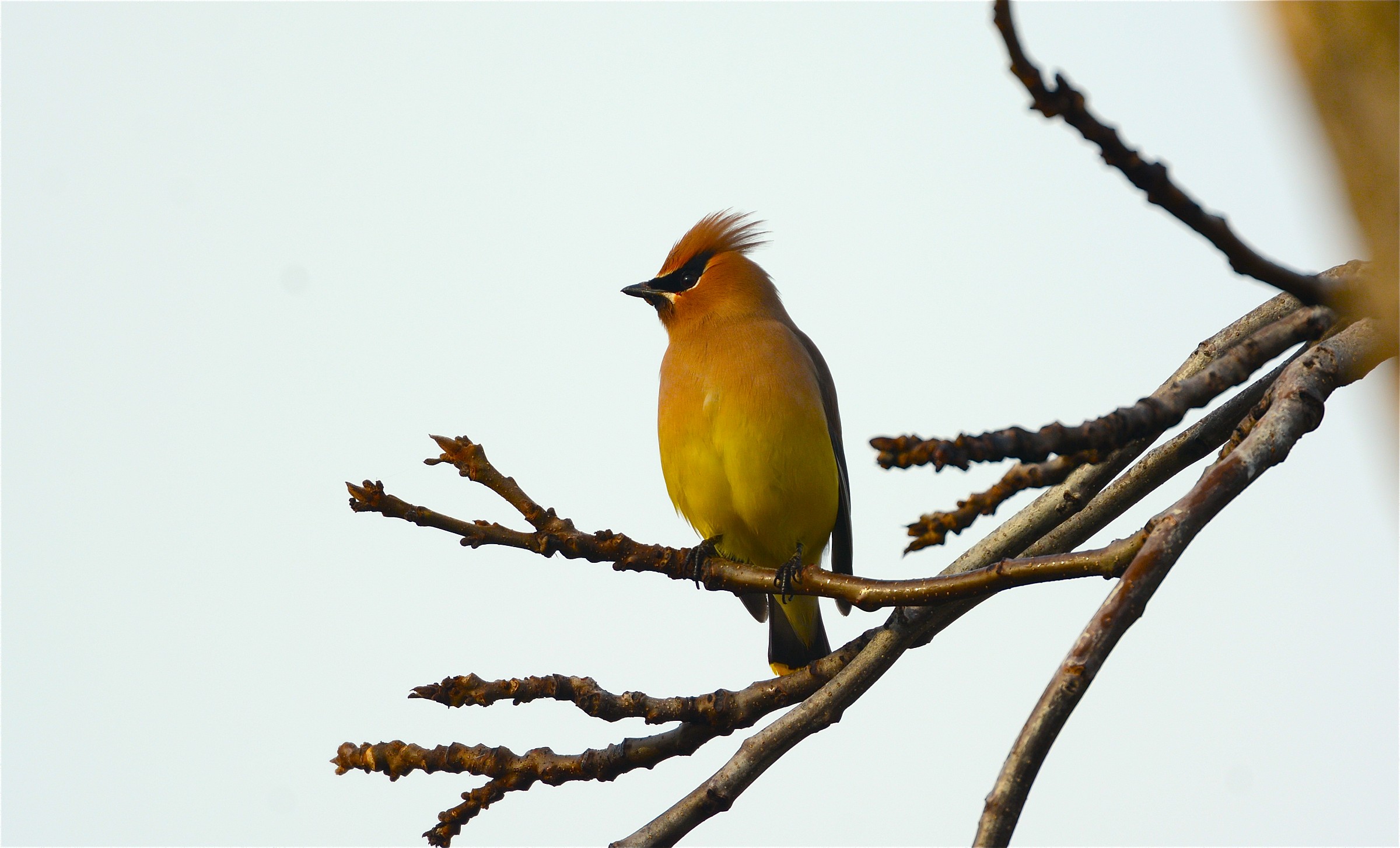 Cedar Waxwing