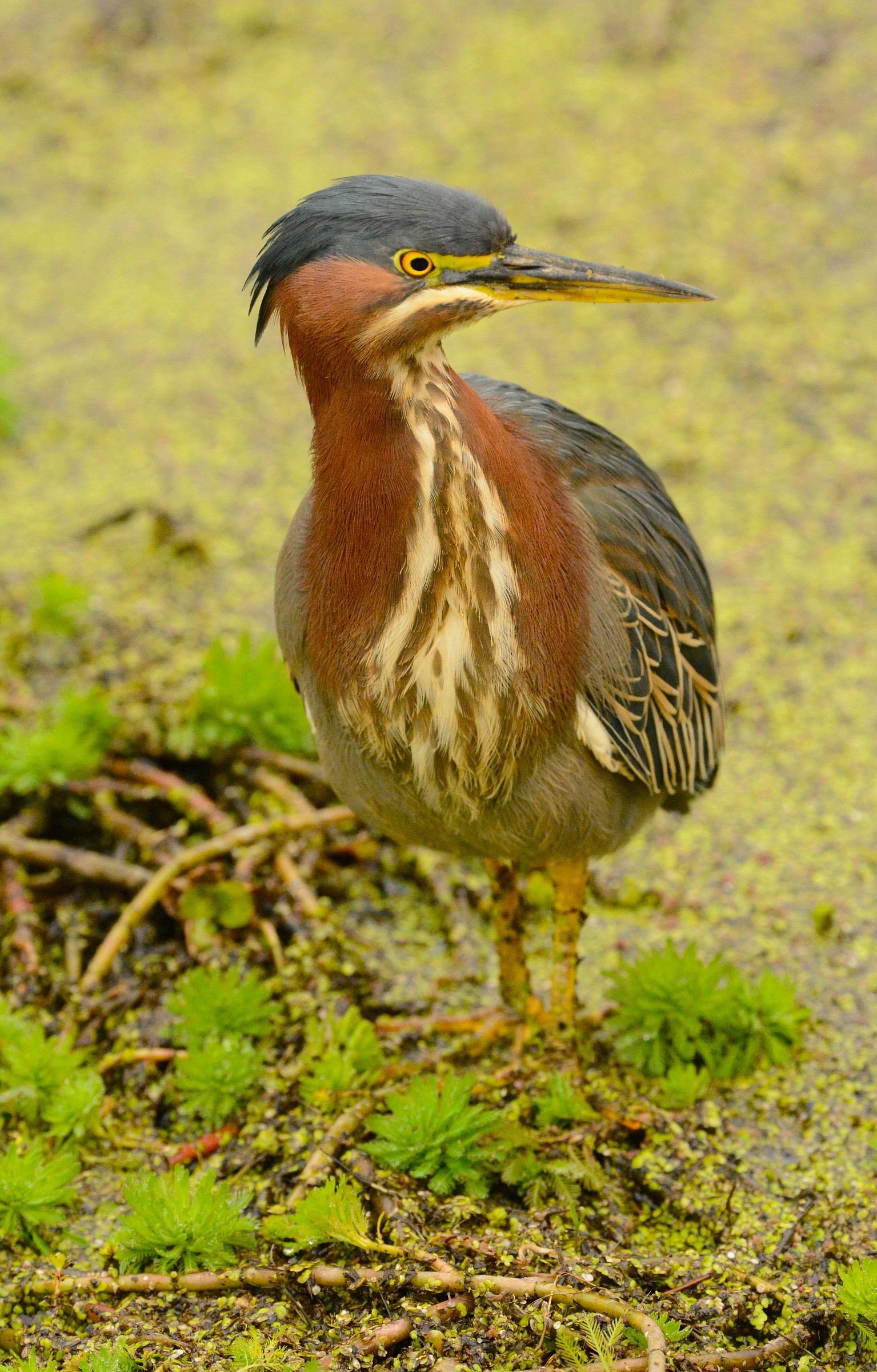 Green Heron